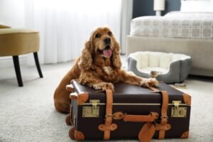 Paw-some Getaways: Your Guide to Pet-Friendly Hotels