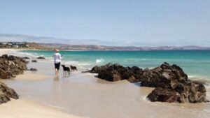 Exploring the Best Pet-Friendly Travel Destinations