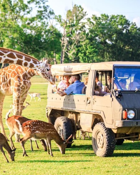 Explore the Wild: Top Wildlife Adventure Tours to Experience