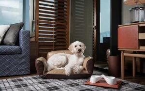 Paw-some Stays: Top Pet-Friendly Hotels to Explore Together