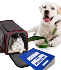Top Airports Making Pet Travel a Pawsitive Experience