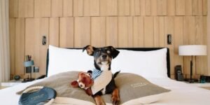 Navigating Pet-Friendly Hotels: Your Ultimate Travel Guide