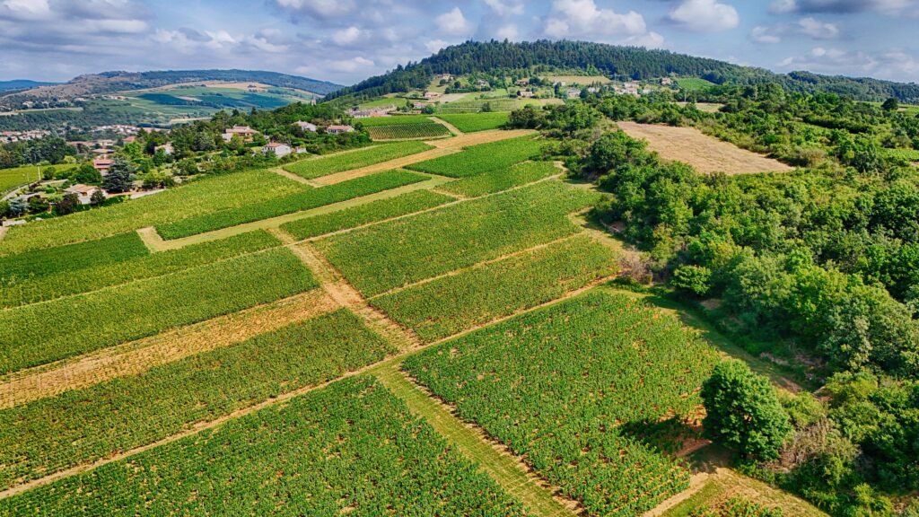 Vineyards to Visit: Top Travel Spots for Wine Enthusiasts