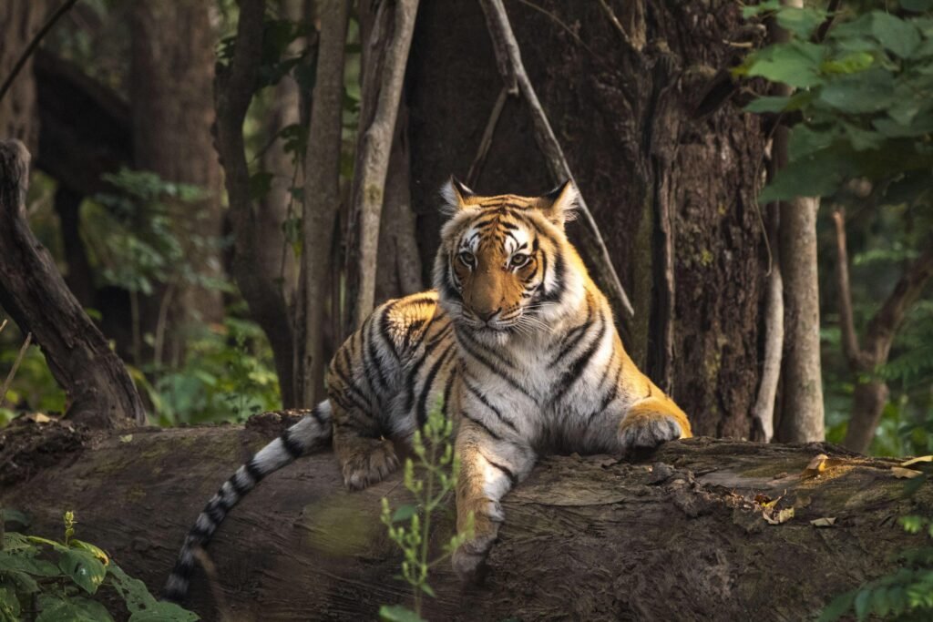 Capturing the Wild: Premier Adventure Spots for Photographers