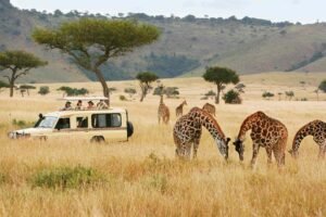 Explore the Wild: Unforgettable Safaris Around the Globe